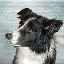 Fae was adopted in 2003